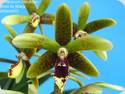 Dendrobium (Ionobulbum) munificum